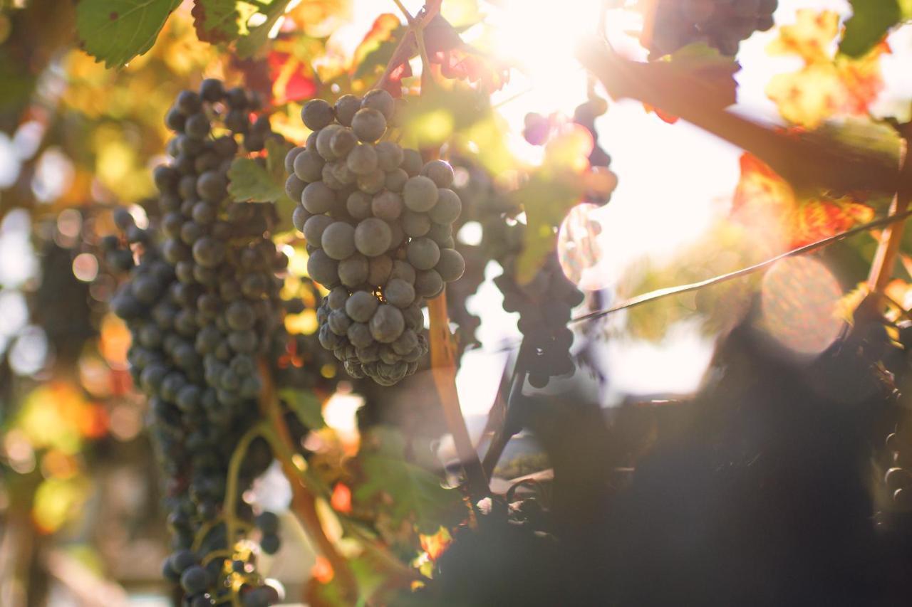 Hotel Mandelhof Appiano Sulla Strada Del Vino Ngoại thất bức ảnh